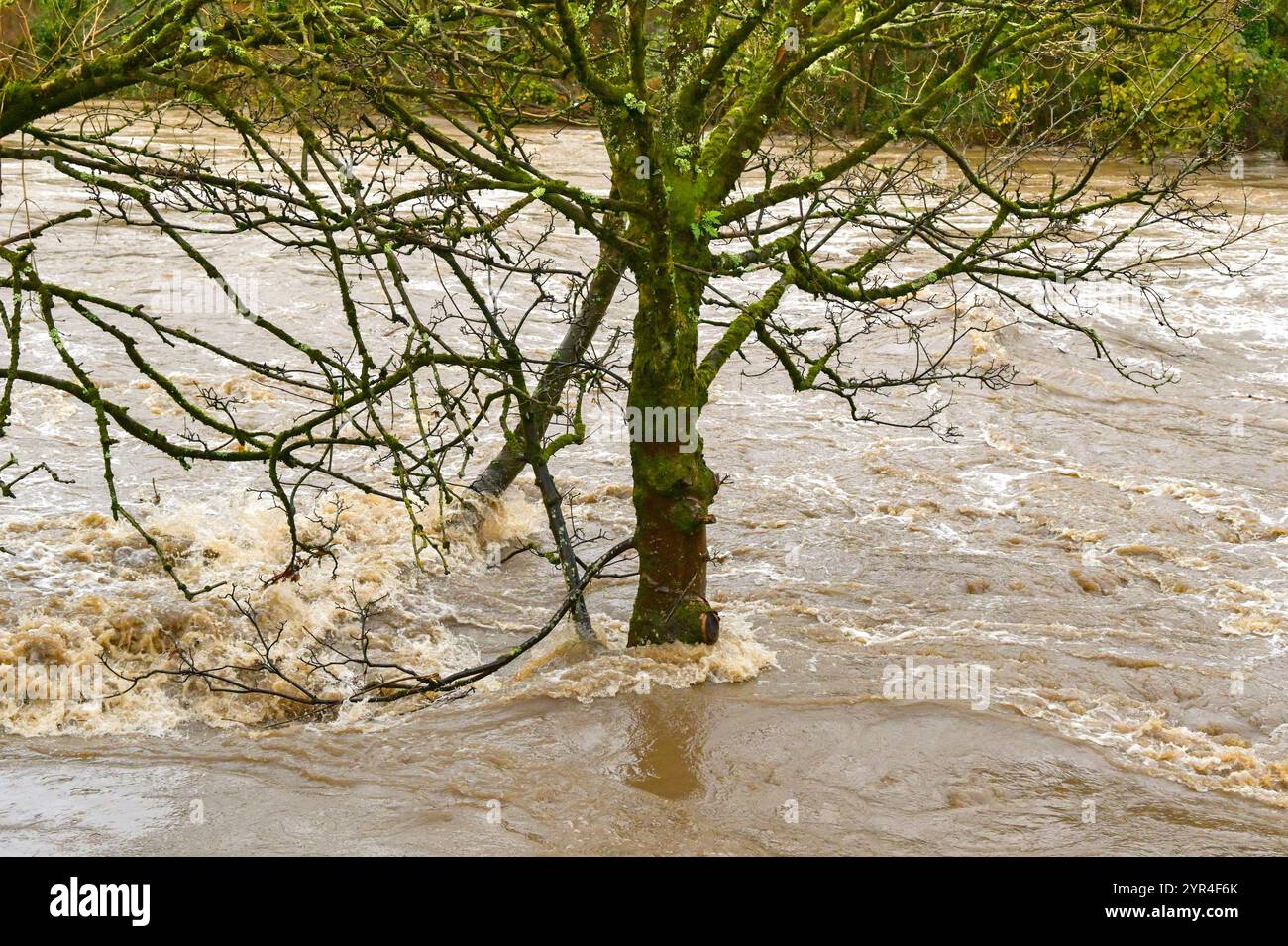 Tree standing in the river water hi-res stock photography and images ...