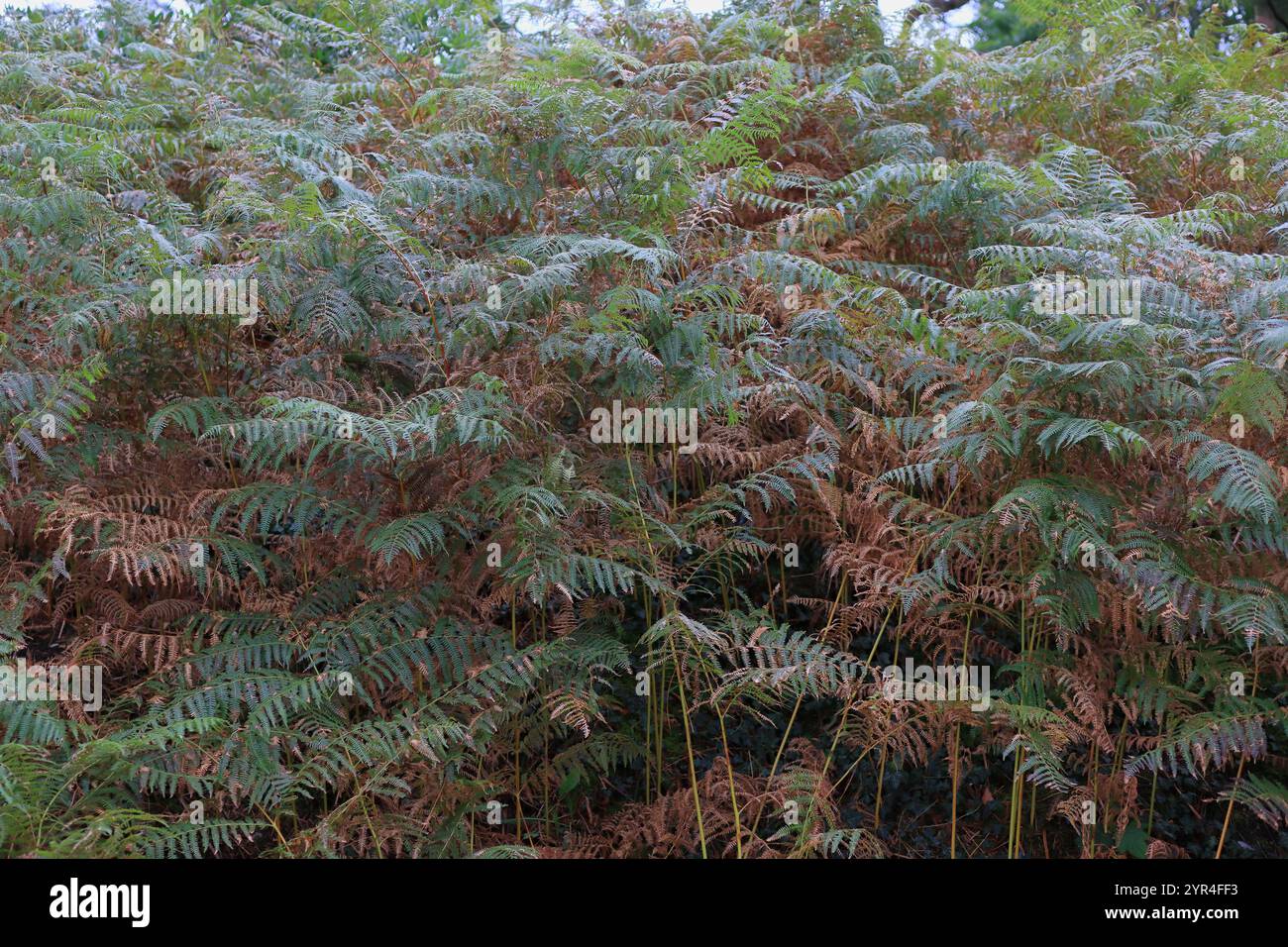 Autumn nature background: A backdrop of dense fern leaves, dark green, some dying off. Stock Photo