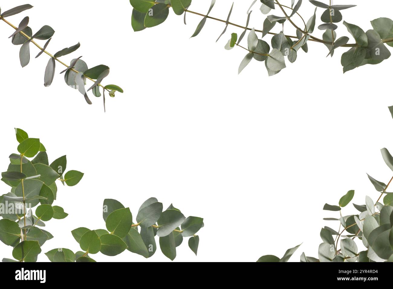 Fresh eucalyptus sprig isolated on a white background. Stock Photo