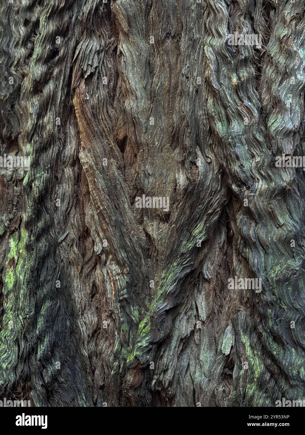 The textured bark on a redwood tree in Armstrong Redwoods SP in Guerneville, California. - Smartphone Captured Stock Image