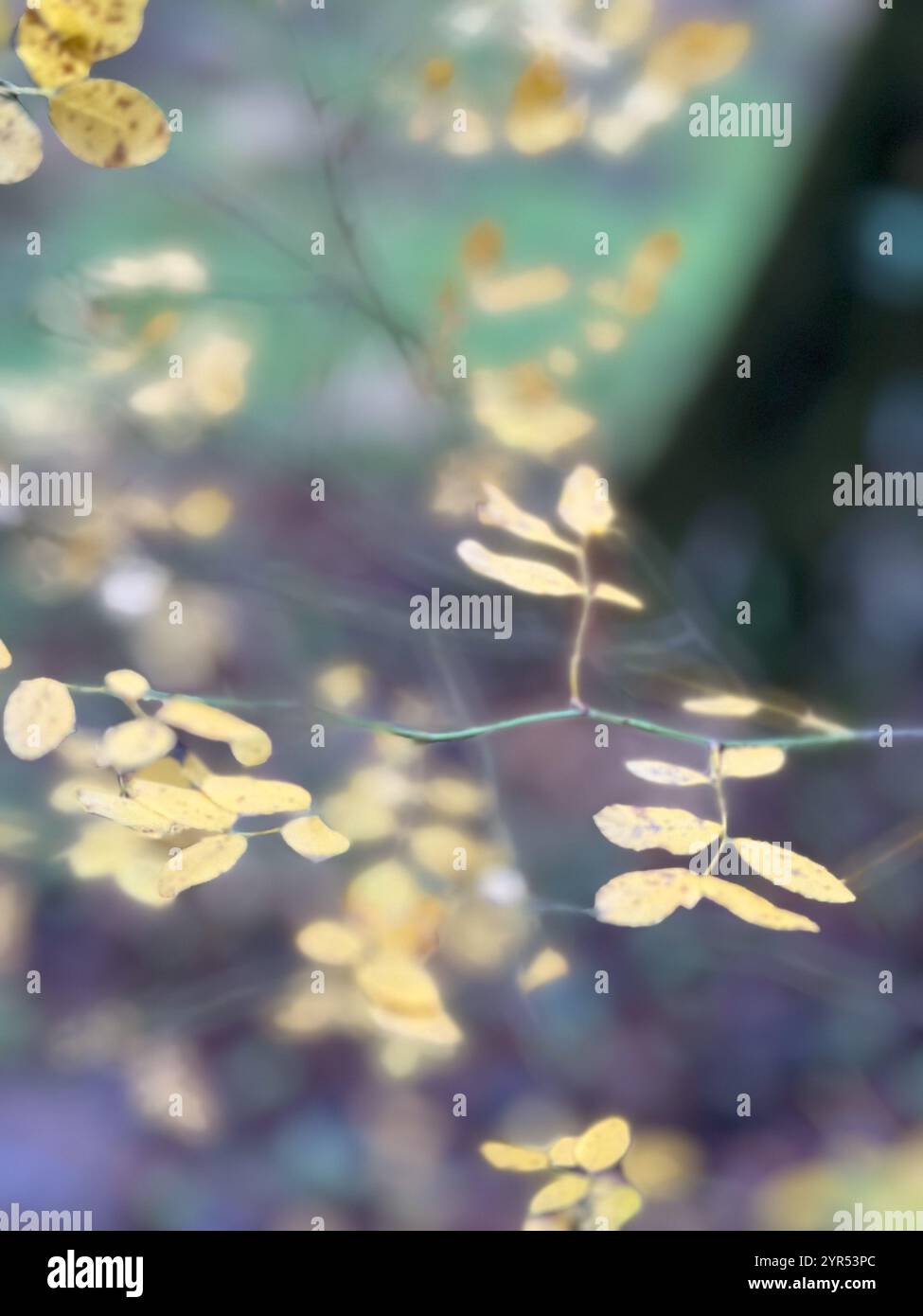 Small plant found while walking through Armstrong Redwoods SP near Guerneville, California. - Smartphone Captured Stock Image