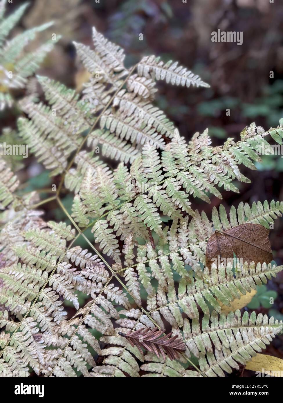 Fern found while walking through Armstrong Redwoods SP, near Guerneville, California. - Smartphone Captured Stock Image