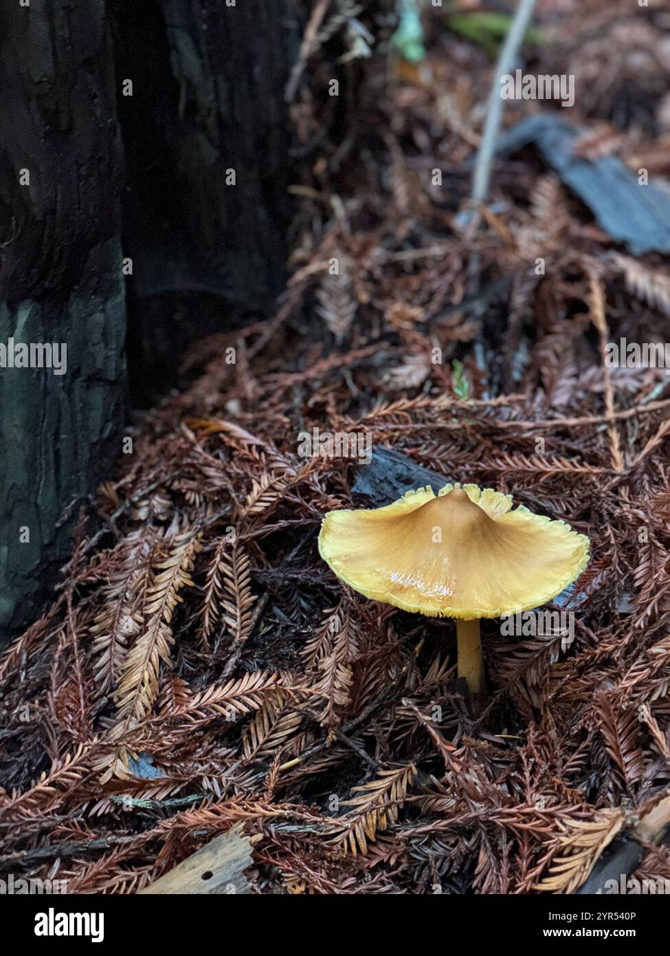The redwood rooter is the only known mushroom to grow under a redwood tree. Found in Armstrong Redwoods SP near Guerneville, California. - Smartphone Captured Stock Image