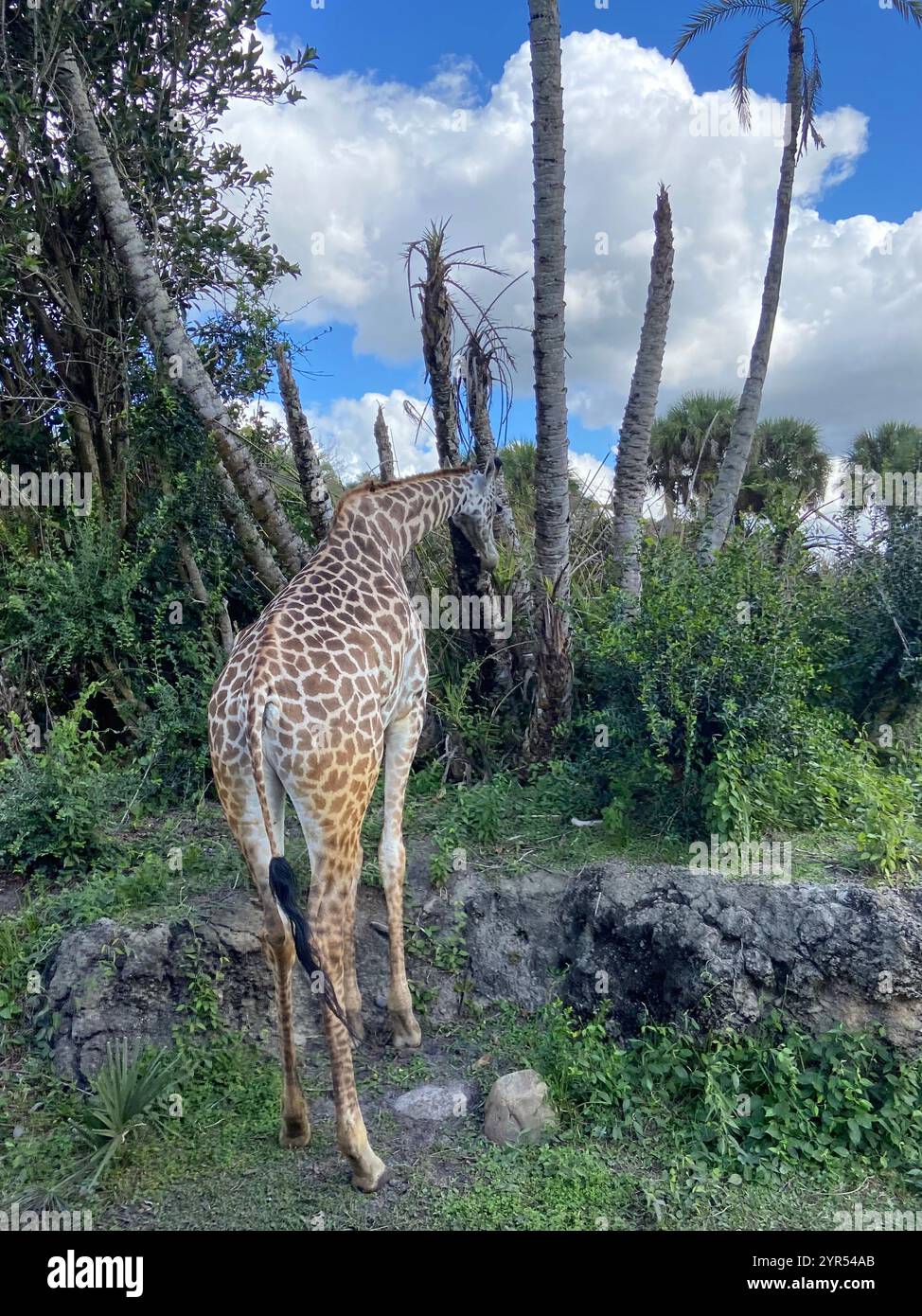 Giraffe in wildlife hi-res stock photography and images - Alamy
