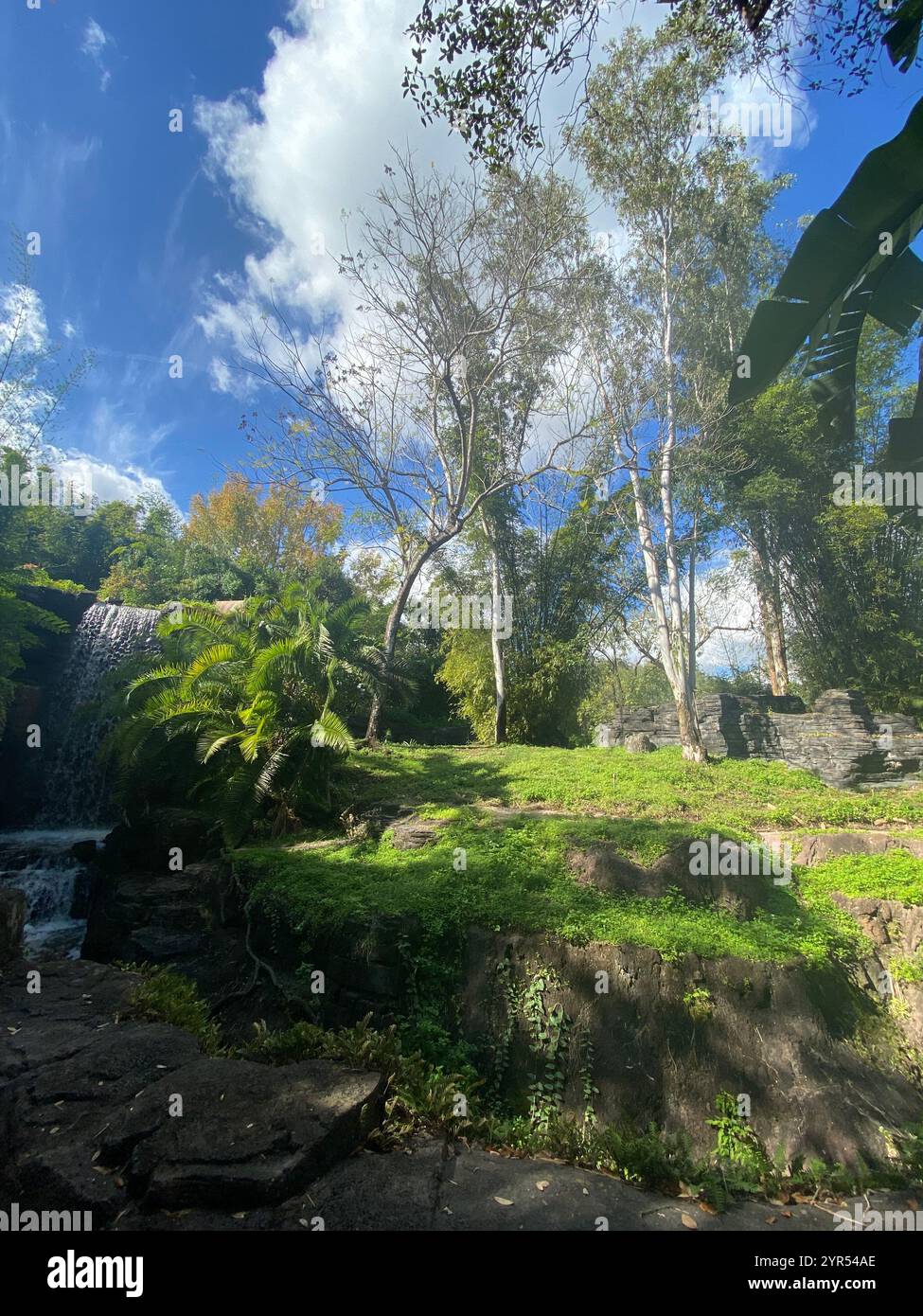 Greenery with Trees and Waterfall - Smartphone Captured Stock Image