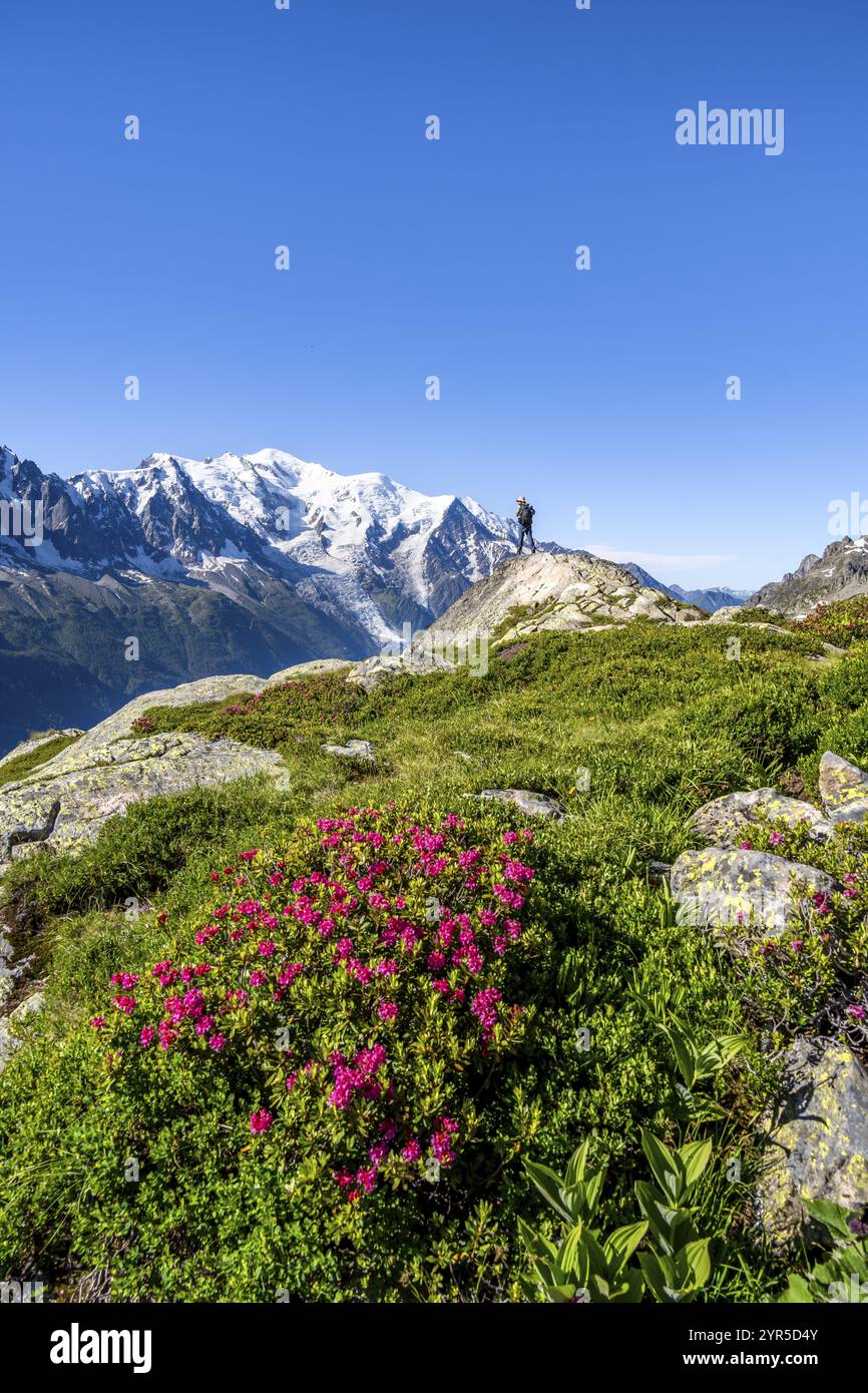 Mountaineer in mountain landscape with alpine roses, mountain panorama ...