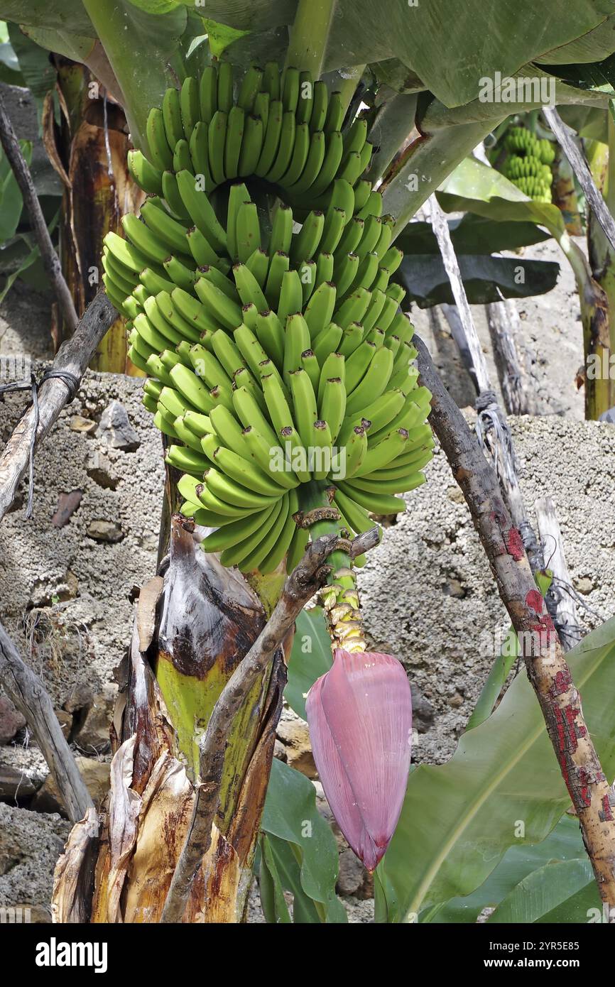 Green bananas hanging from a plant with a flowering blossom, typical for tropical regions, Los Sauces, La Palma, Canary Islands, Spain, Europe Stock Photo