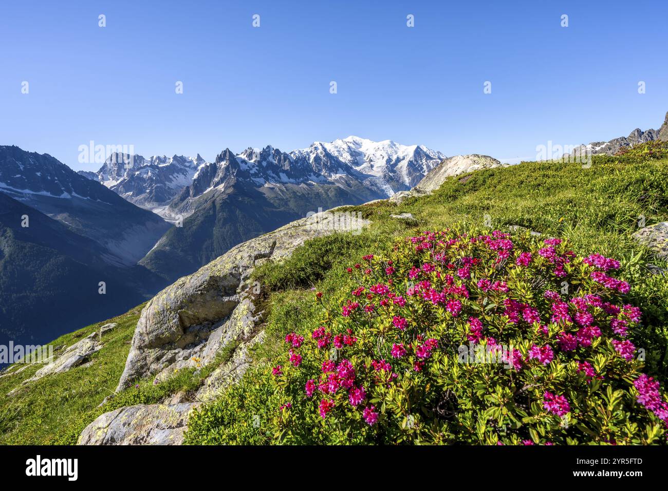Alpine roses and glaciers hi-res stock photography and images - Alamy