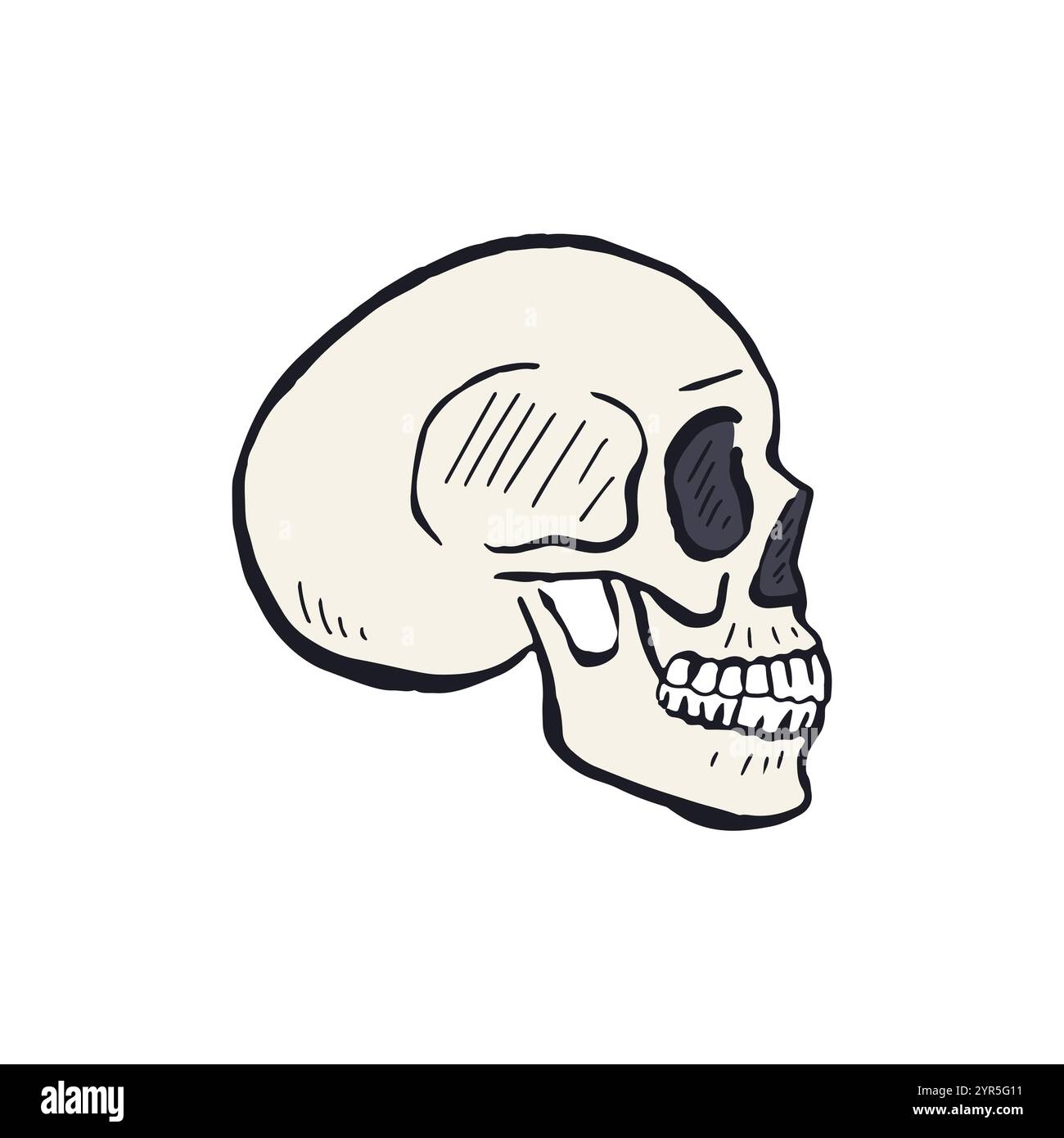 Hand drawn sketchy human skull isolated on white background Stock ...