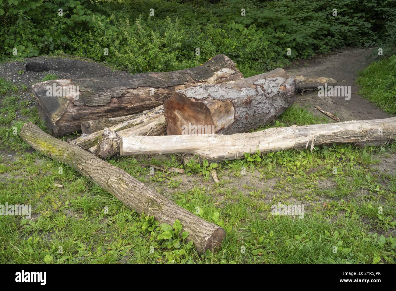 Wood stump in a forest destroyed by a storm Stock Photo - Alamy
