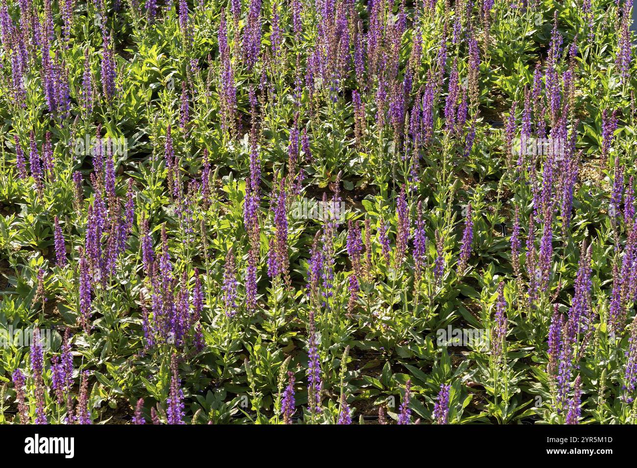 Large quantities of plants from one nursery Stock Photo - Alamy