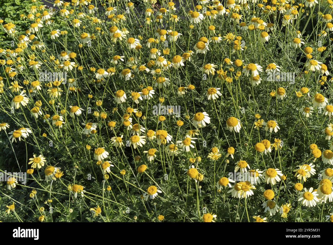 Large quantities of plants from one nursery Stock Photo - Alamy