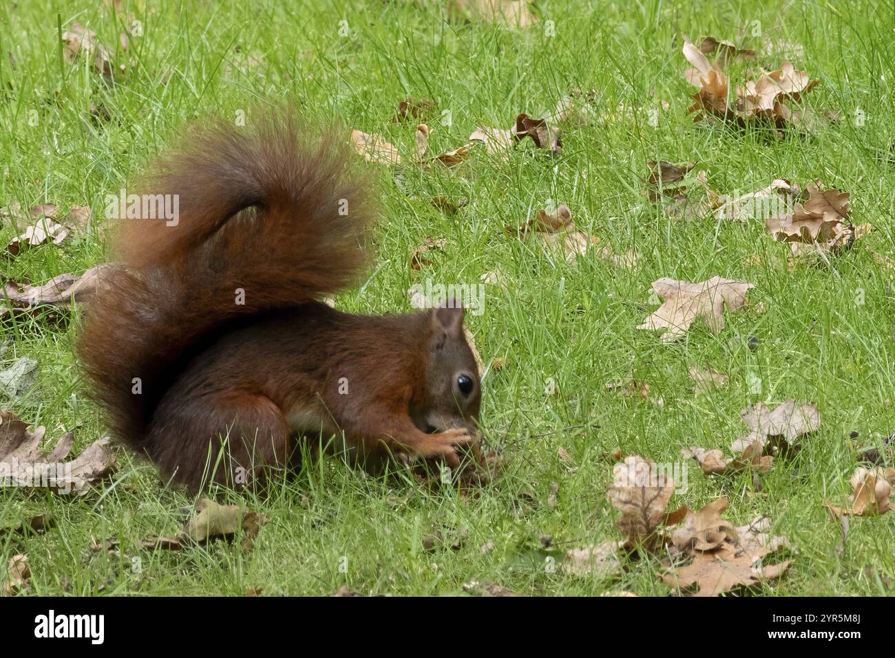 Squirrel on the grass eating nuts Stock Photo