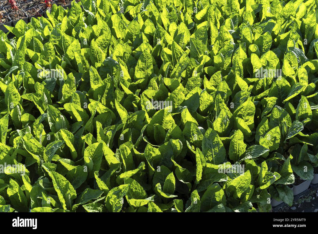 Large quantities of plants from one nursery Stock Photo - Alamy