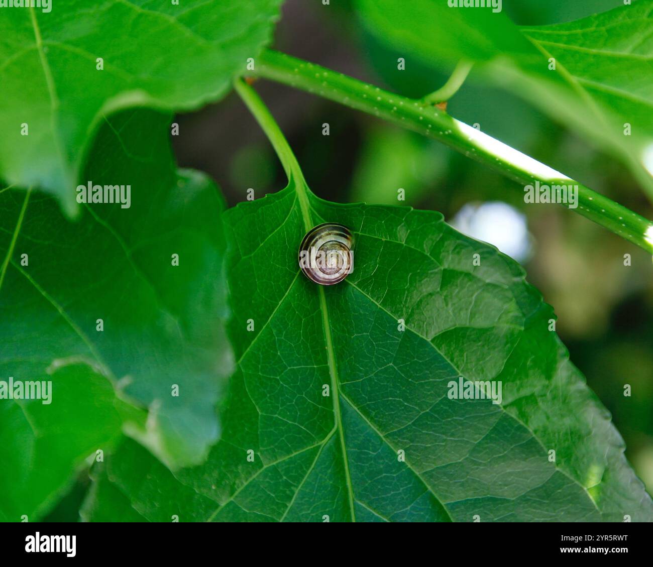 Snail sitting on a green leaf Stock Photo