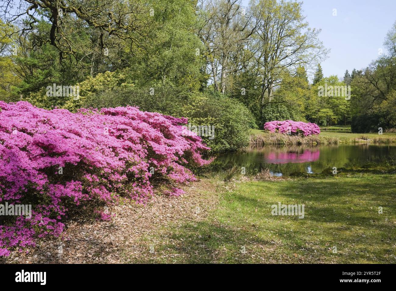 Purple rhododendron plant in hi-res stock photography and images - Alamy