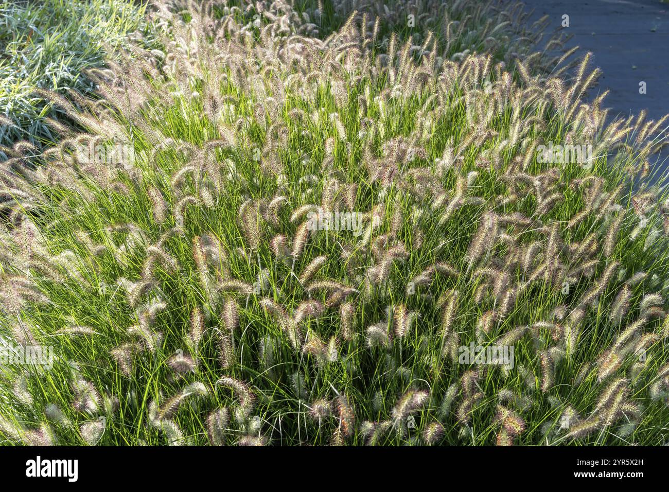 Large quantities of plants from one nursery Stock Photo - Alamy