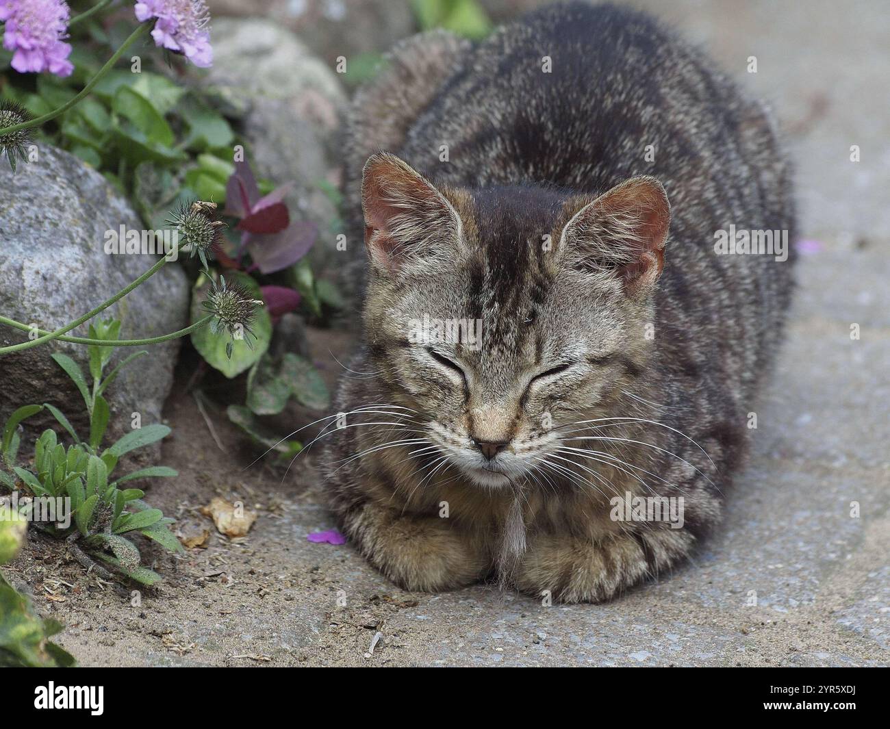 Brown striped cat sleeping on a garden path next to plants, Borken ...