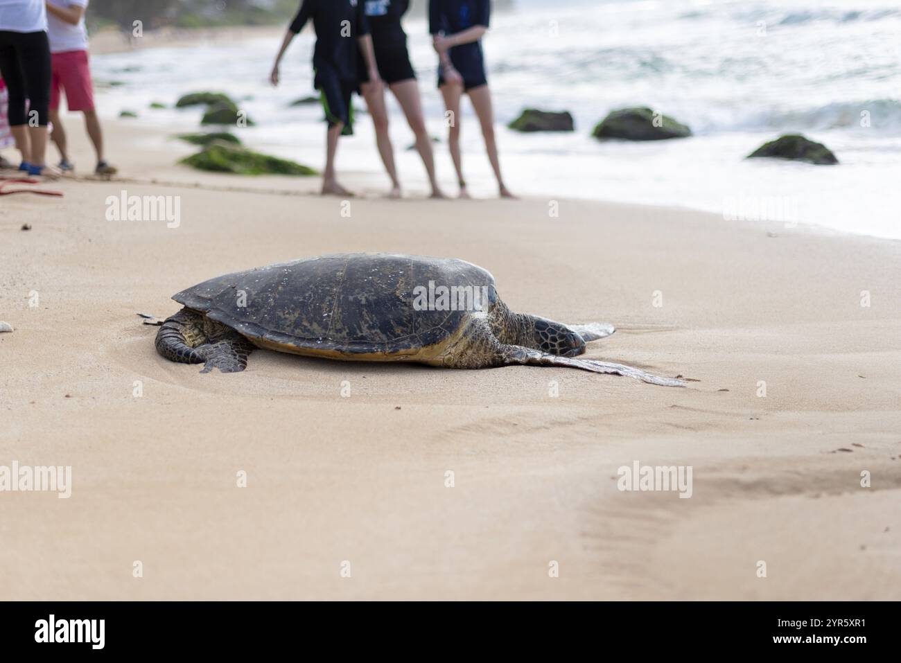 Turtle people hi-res stock photography and images - Alamy
