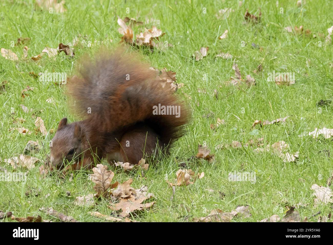 Squirrel on the grass eating nuts Stock Photo