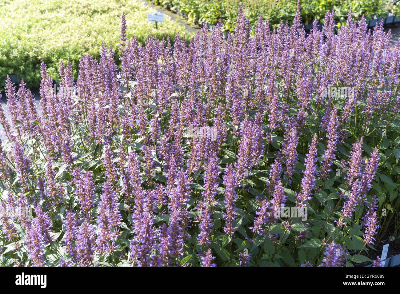 Large quantities of plants from one nursery Stock Photo - Alamy
