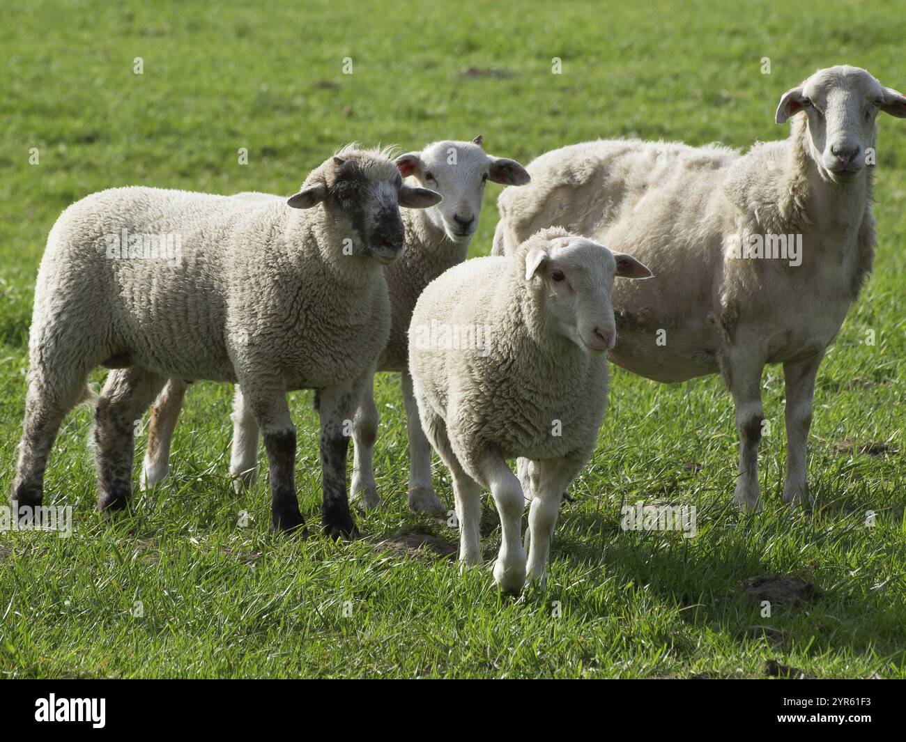Sheep Size Comp Four sheep of different sizes on a green meadow, borken, muensterland ...