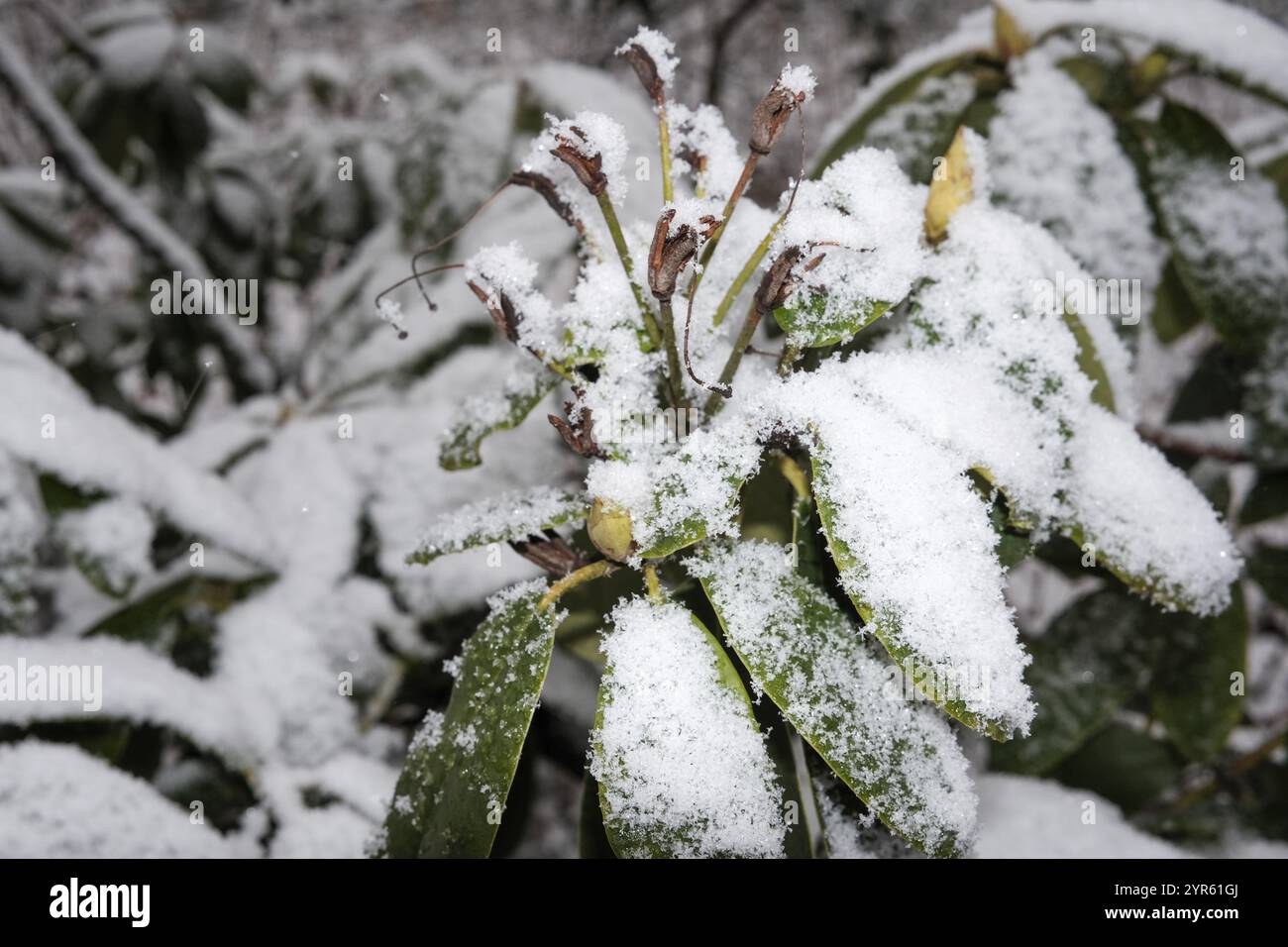 Branches in winter on tree with snow Stock Photo