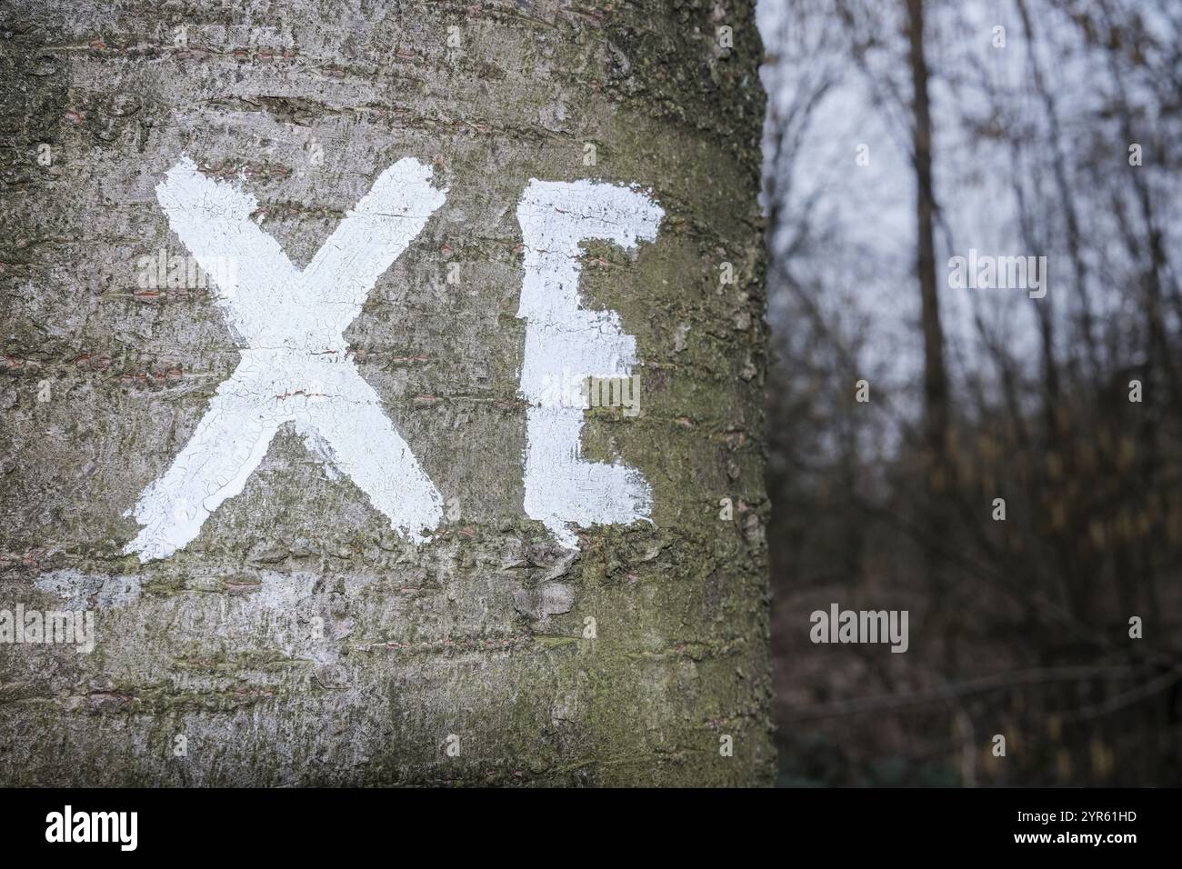Tree Graffiti Tree trunk with 'XE' graffiti painted in white against a natural ...