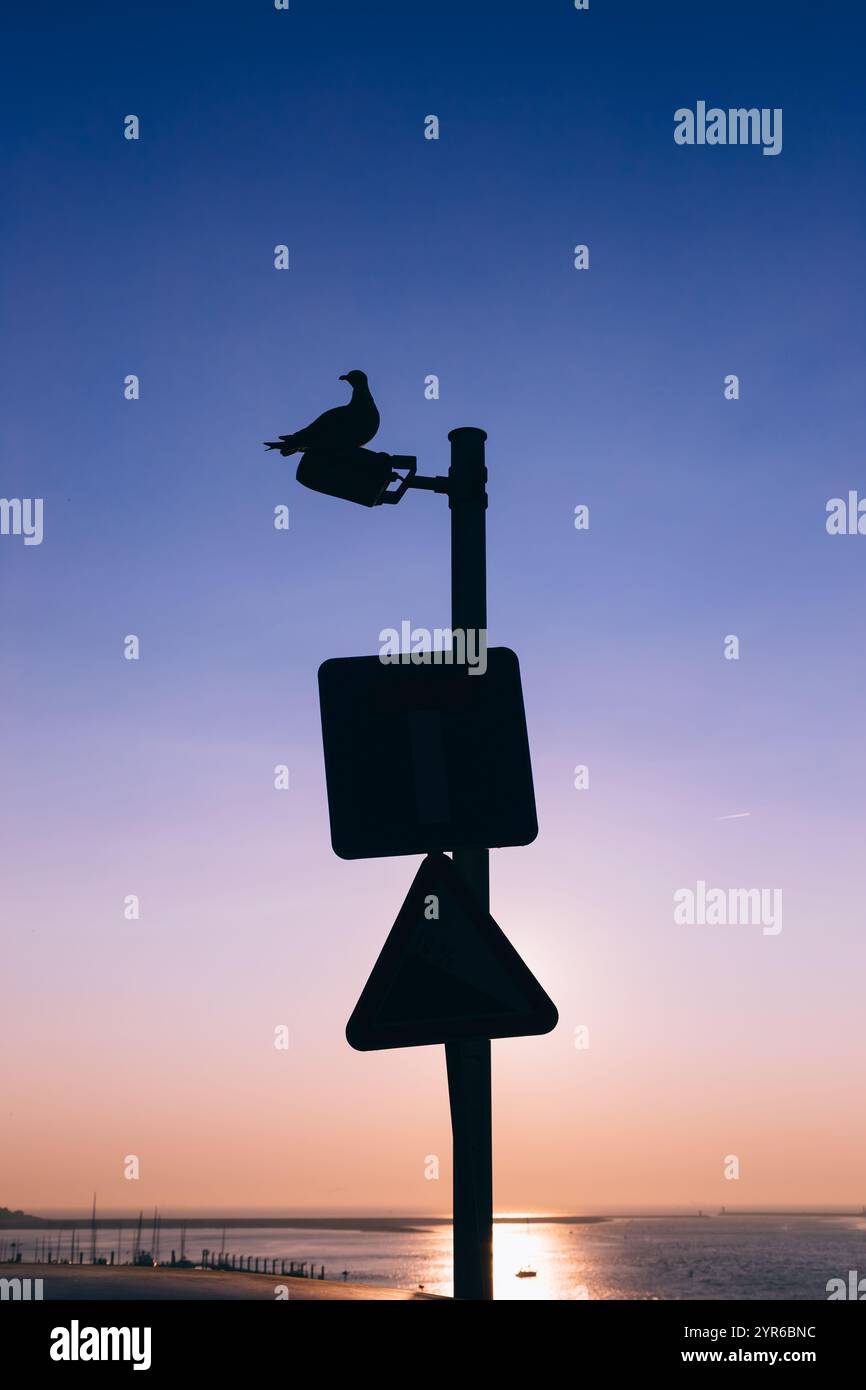 Overlooking Sign Silhouette of seagull resting on lamppost with blank road signs ...
