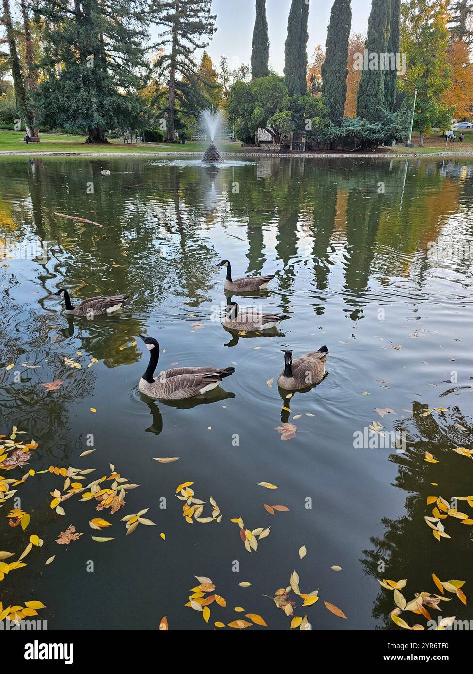 Спокойный пруд с плавающими канадскими гусями среди осенних листьев, окружённый высокими деревьями и фонтаном в тихом парке. - Smartphone Captured Stock Image