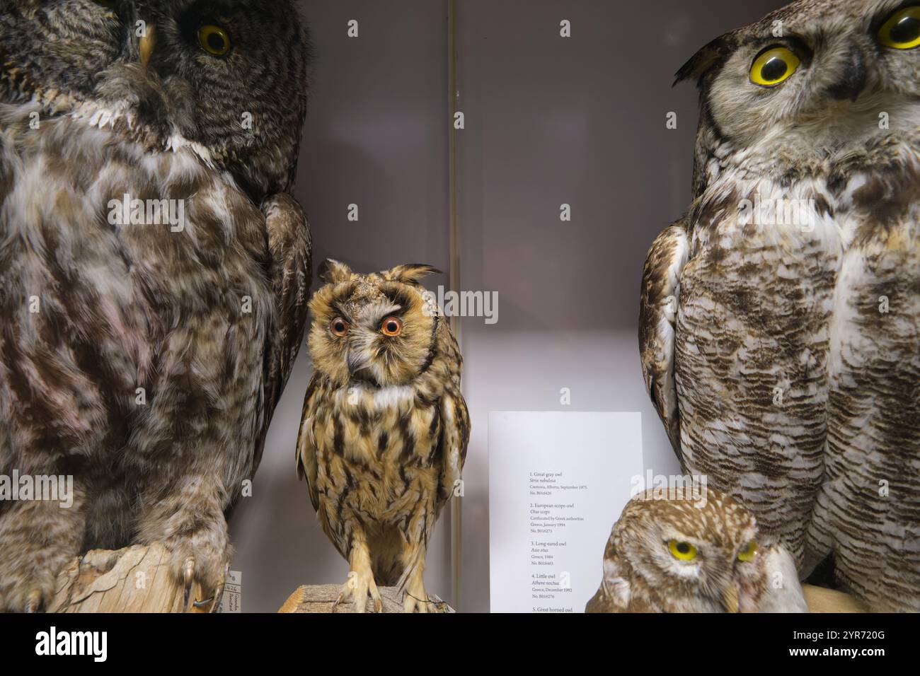 Owl Examples Various owl species hi-res stock photography and images - Alamy