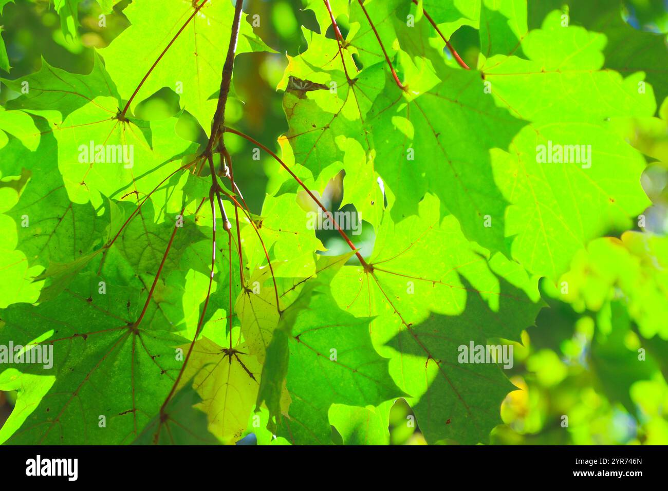 Maple tree extreme close hi-res stock photography and images - Alamy