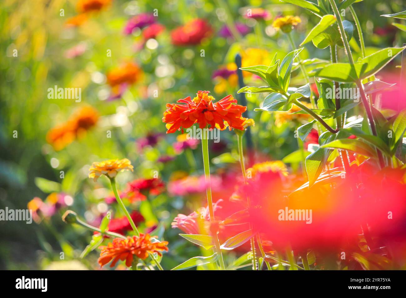 Zinnia elegans (Common Zinnia) bloom, New England. Stock Photo