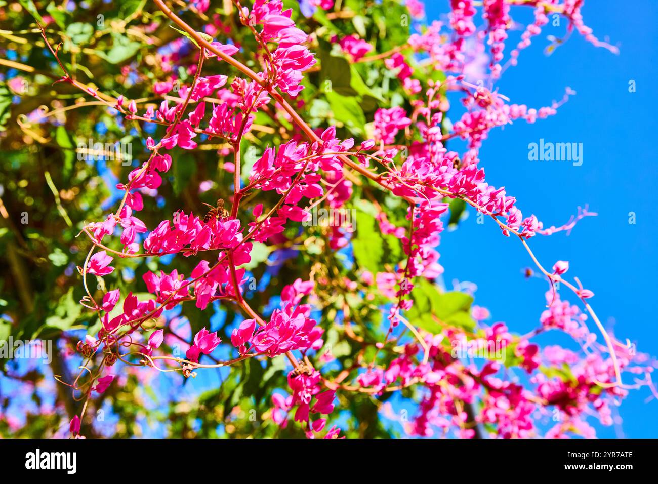 Spring bee pink flowers hi-res stock photography and images - Alamy