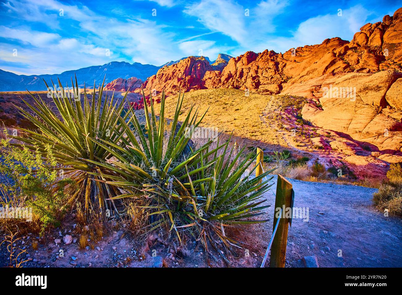 Red rock canyon nevada agave hi-res stock photography and images - Alamy
