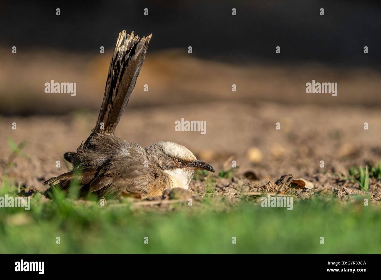 bird-feather-parasite-hi-res-stock-photography-and-images-alamy