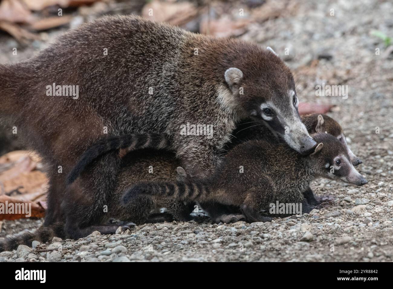 Coati Pack Hi res Stock Photography And Images Alamy Coati Pack Hi res Stock Photography And Images Alamy