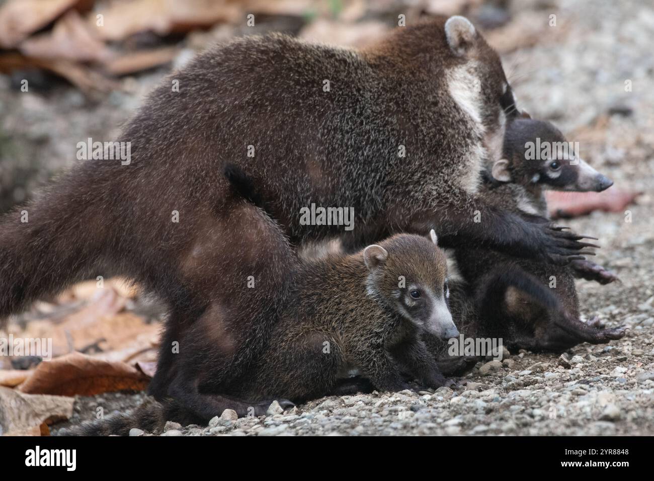 white-nosed-coati-nasua-narica-from-the-osa-peninsula-in-costa-rica