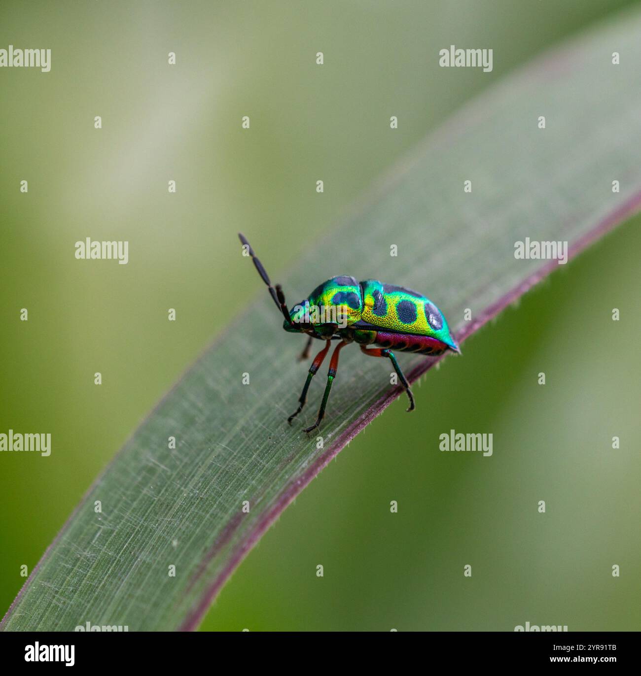 Green iridescent bug hi-res stock photography and images - Alamy
