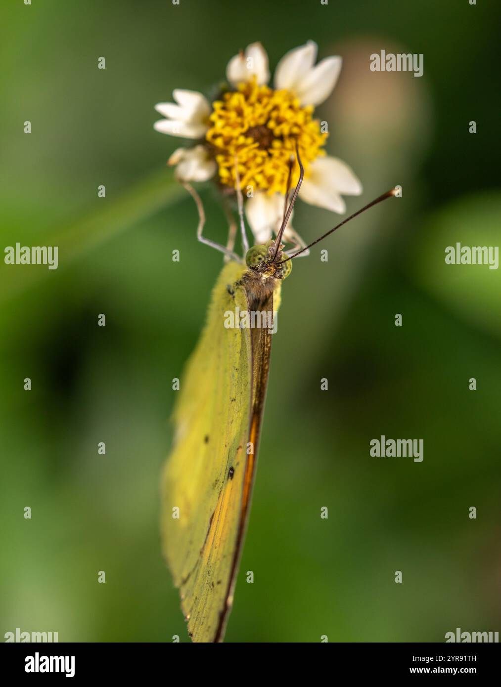 Common grass yellow [ Eurema hecabe ] Stock Photo - Alamy