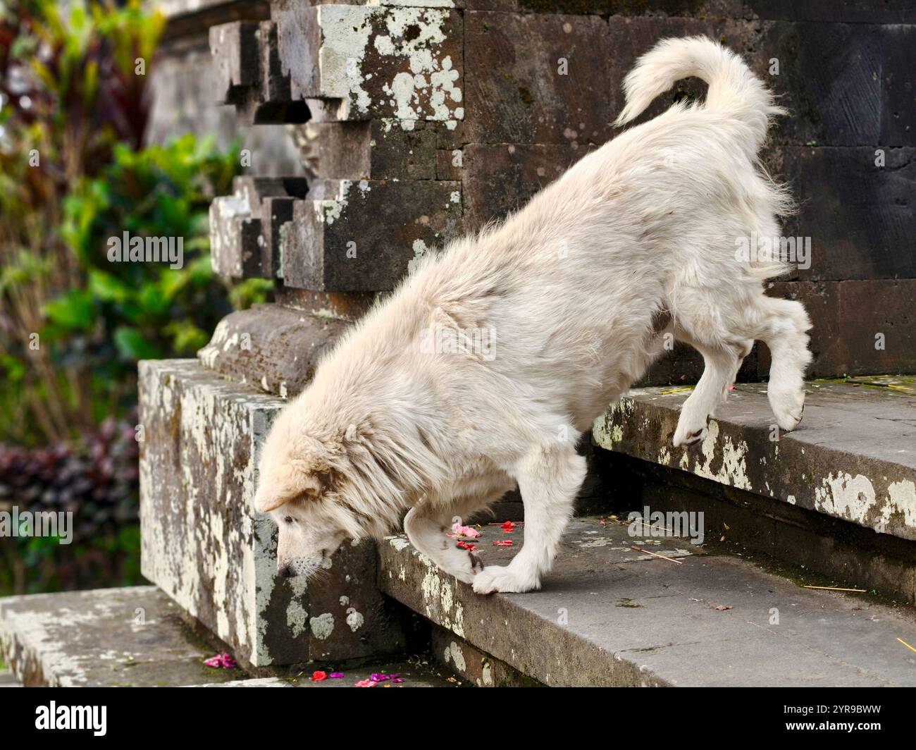 Kintamani Dog playing at Bali, Indonesia Stock Photo - Alamy