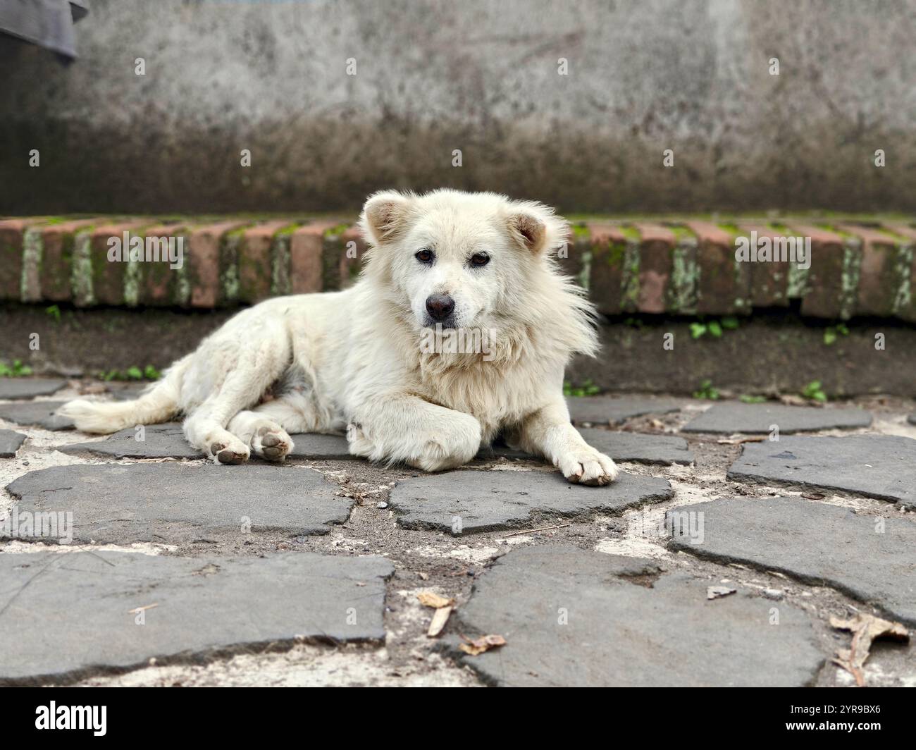 Kintamani puppy hi-res stock photography and images - Alamy