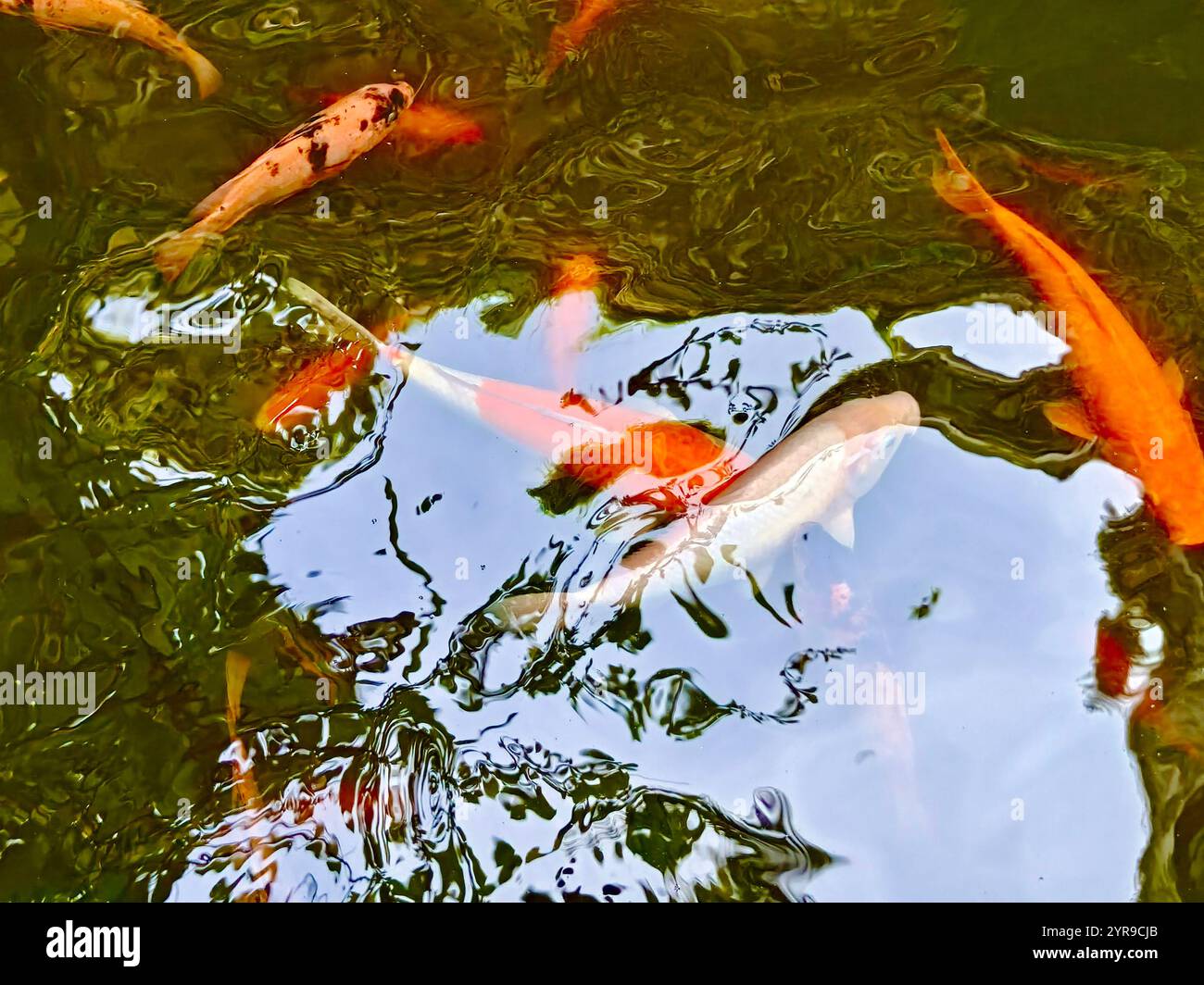 Koi Fish Medicine Hi Res Stock Photography And Images Alamy