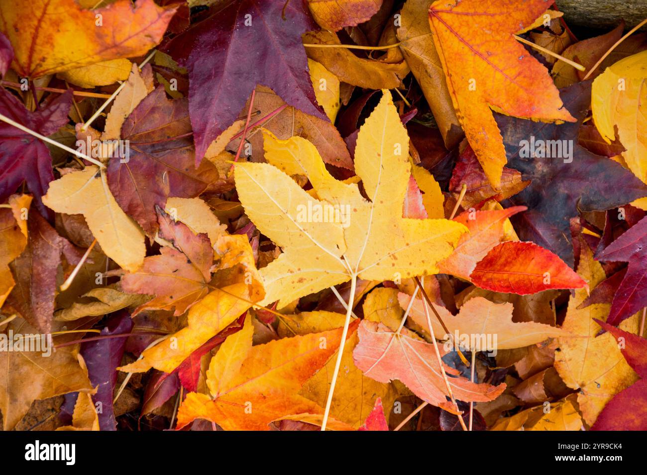 Close up slow motion fallen hi-res stock photography and images - Alamy