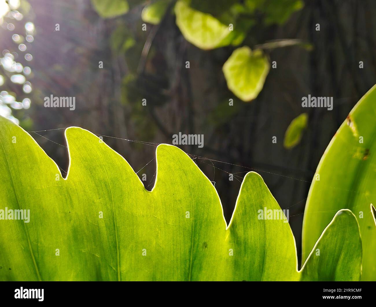 Sunlight shines on green leaves hi-res stock photography and images - Alamy