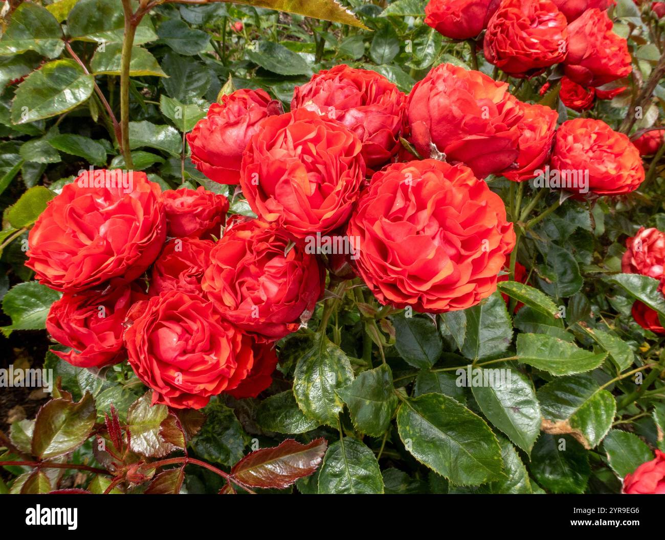 Bright red rose Disco Queen Stock Photo