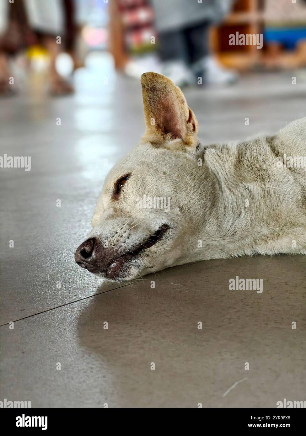 Kintamani puppy hi-res stock photography and images - Alamy