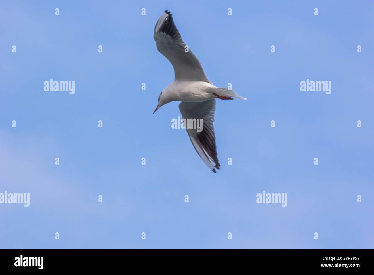 Seagull flying over blue sky Stock Photo