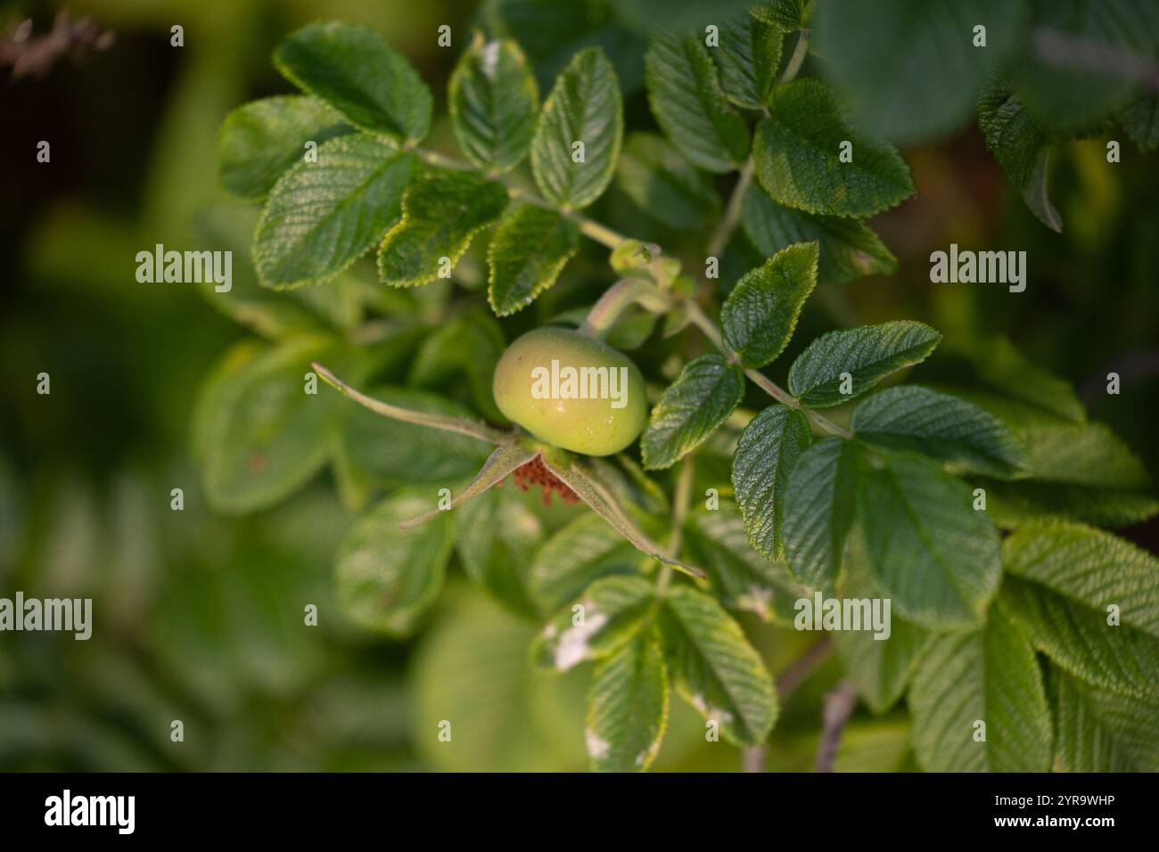 Beautiful red rose hip fruits growing in the bush during summer ...