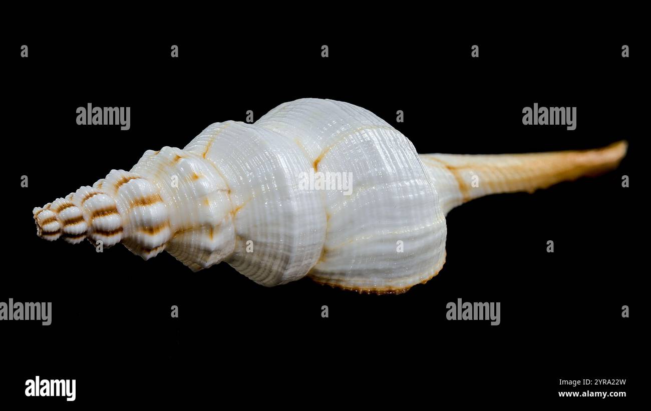 A striking Fusinus colus shell, also known as the spindle shell, with ...